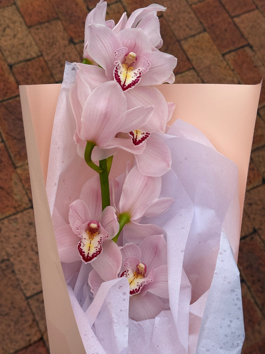 Australian Cymbidium Orchid