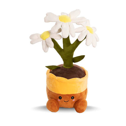 Daisy Teddy