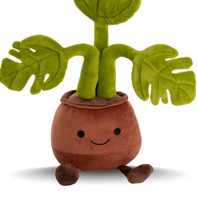 Monstera Teddy